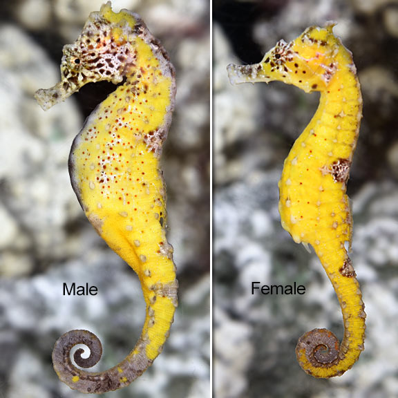 Kuda Seahorse (Hippocampus kuda)