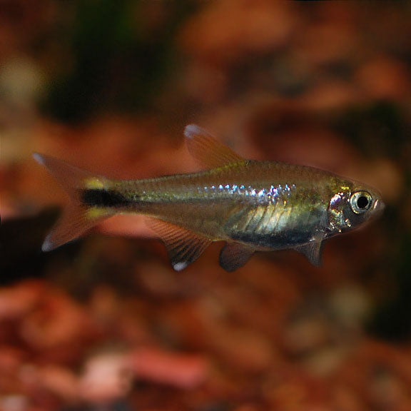 Silvertip Tetra (Hasemania nana)