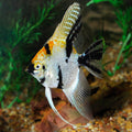 Koi Angelfish (Pterophyllum scalare)