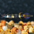 Clown Killifish (Epiplatys annulatus)