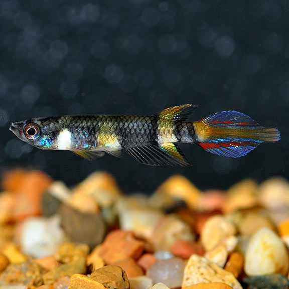 Clown Killifish (Epiplatys annulatus)