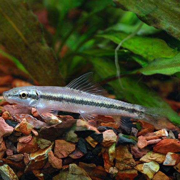 Chinese Algae Eater (Gyrinocheilus aymonieri)