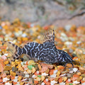 Synodontis Eupterus