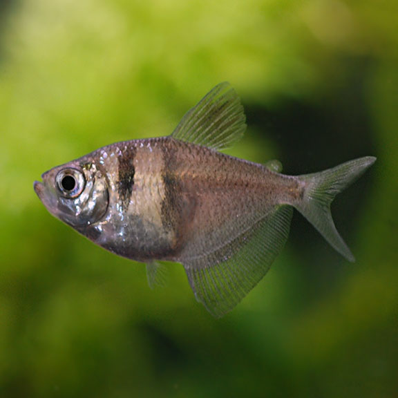Long-Fin Black Tetra (Gymnocorymbus ternetzi)