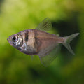 Black Tetra (Gymnocorymbus ternetzi)