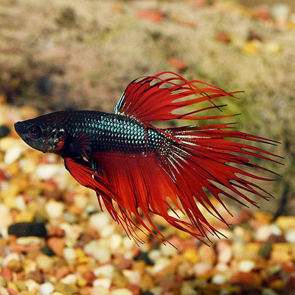 Crowntail Dragonscale Betta (Betta splendens)
