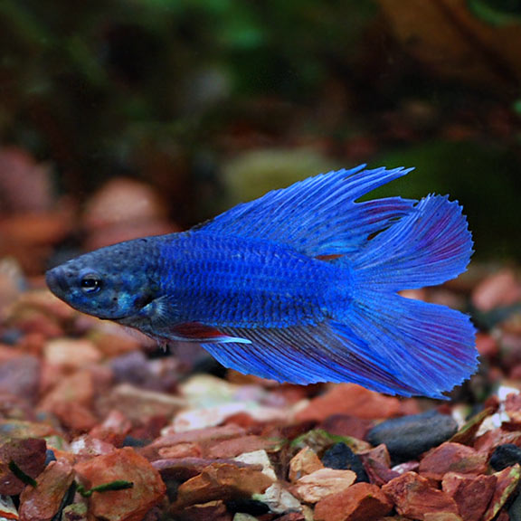 Double Tail Male Betta (Betta splendens)