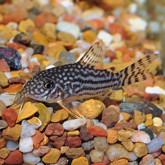 Tank-Raised Corydoras Sterbai