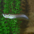 Silver Arowana (Osteoglossum bicirrhosum)