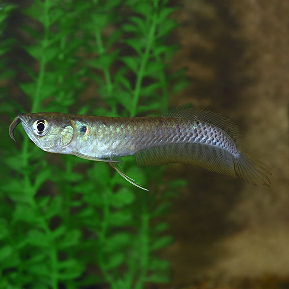 Silver Arowana (Osteoglossum bicirrhosum)