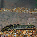 Polypterus Ornatipinnis