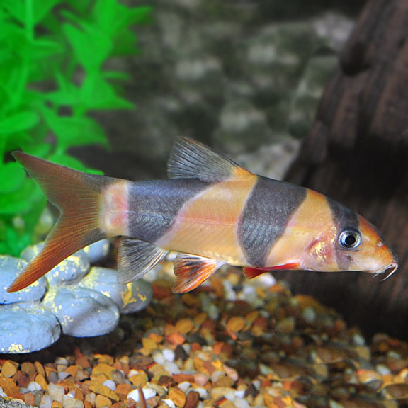 Clown Loach (Chromobotia macracanthus)