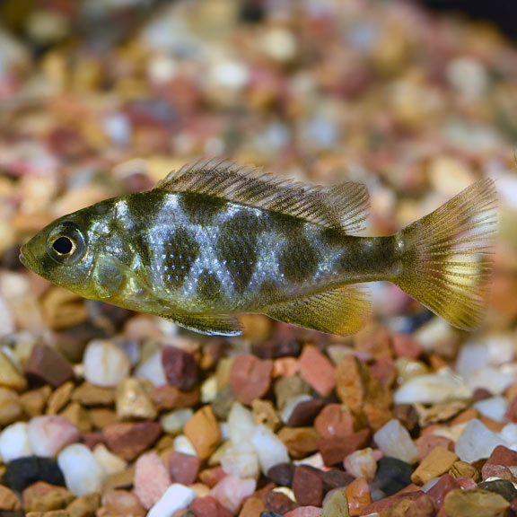 Venustus Cichlid (Nimbochromis venustus)
