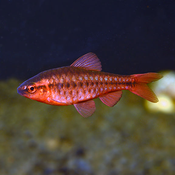 Cherry Barb (Puntius titteya)