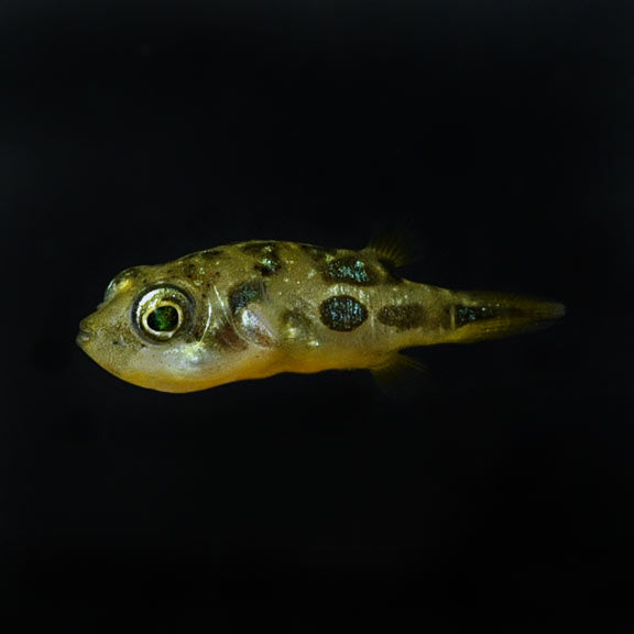 Dwarf Pea Puffer (Carinotetraodon travancoricus)