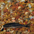 Otocinclus Catfish