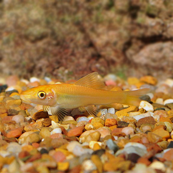 Gold Algae Eater (Gyrinocheilus aymonieri)