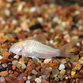 Albino Corydoras