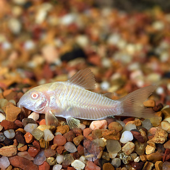 Albino Corydoras