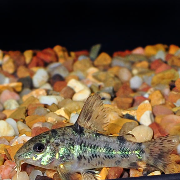Tank-Raised Corydoras Paleatus