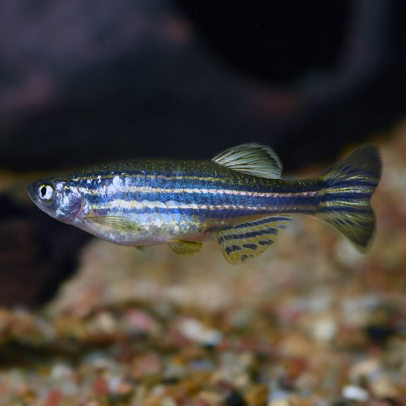 Zebra Danio (Danio rerio)
