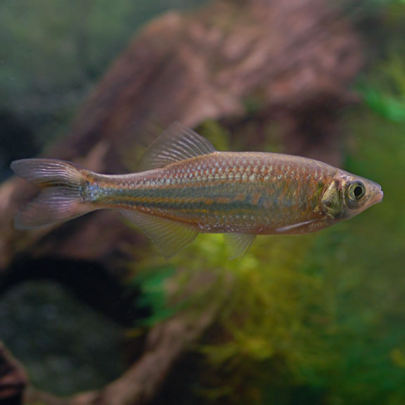 Giant Danio (Devario aequipinnatus)