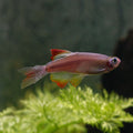 White Cloud Mountain Minnow (Tanichthys albonubes)