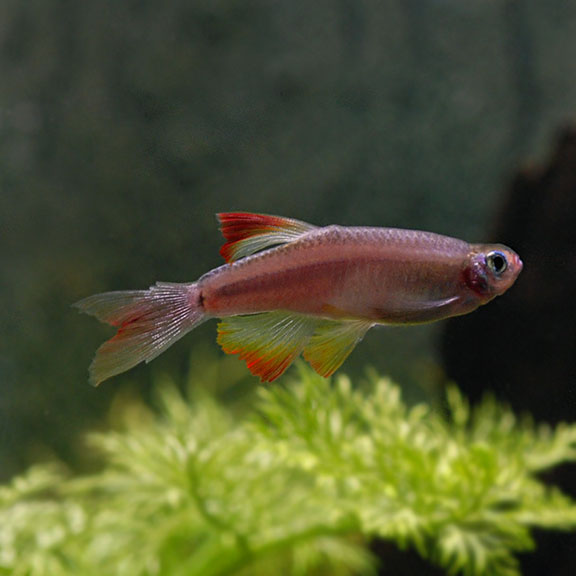 White Cloud Mountain Minnow (Tanichthys albonubes)