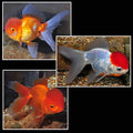 Assorted Orandas (Carassius auratus) - Small/Medium Big