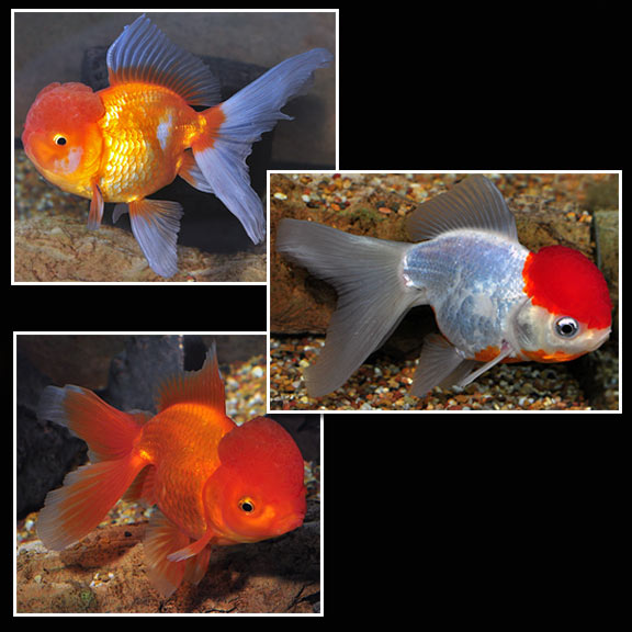 Assorted Orandas (Carassius auratus) - Small/Medium Big