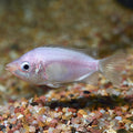 Pink Kissing Gourami (Helostoma temminckii)