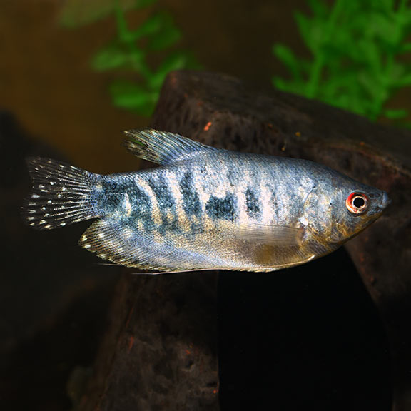 Opaline Gourami (Trichopodus trichopterus)