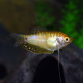 Gold Gourami (Trichopodus trichopterus)