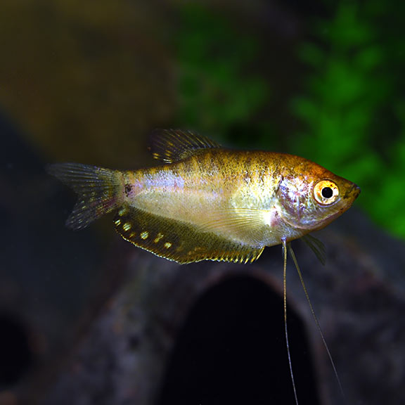 Gold Gourami (Trichopodus trichopterus)