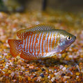 Imported Dwarf Gourami (Trichogaster lalius) - Male