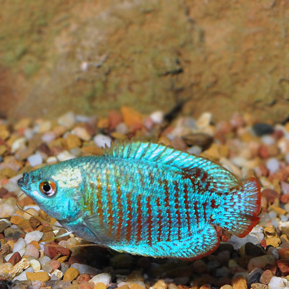 Neon (Turquoise) Dwarf Gourami (Trichogaster lalius) - Male