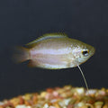Gold Honey Dwarf Gourami (Trichogaster chuna) - Male