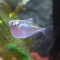 Tank-Raised Silver Hatchetfish (Gasteropelecus sternicla)