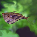 Marble Hatchetfish (Carnegiella strigata)