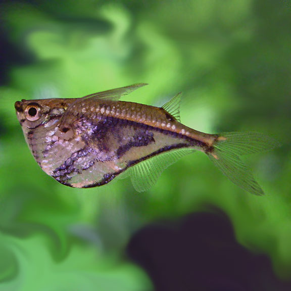 Marble Hatchetfish (Carnegiella strigata)