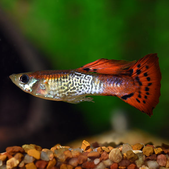 Red Cobra Guppies (Poecilia reticulata) (Pairs)