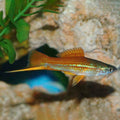 Assorted Swordtail
