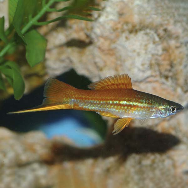 Assorted Male Florida Swordtail (Xiphophorus hellerii) - Large