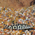 Botia Lohachata