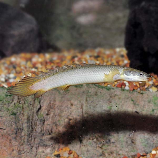 Polypterus Senegalus