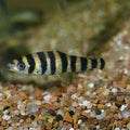 Leporinus Fedrenciches