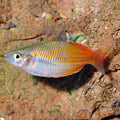 Boesemani Rainbowfish (Melanotaenia boesemani) (Pair)