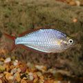 Praecox Rainbowfish (Melanotaenia praecox)