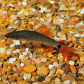 Rainbow Shark (Epalzeorhynchos frenatum)