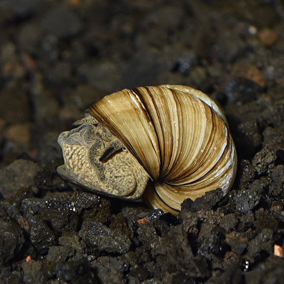 Trap Door Snail